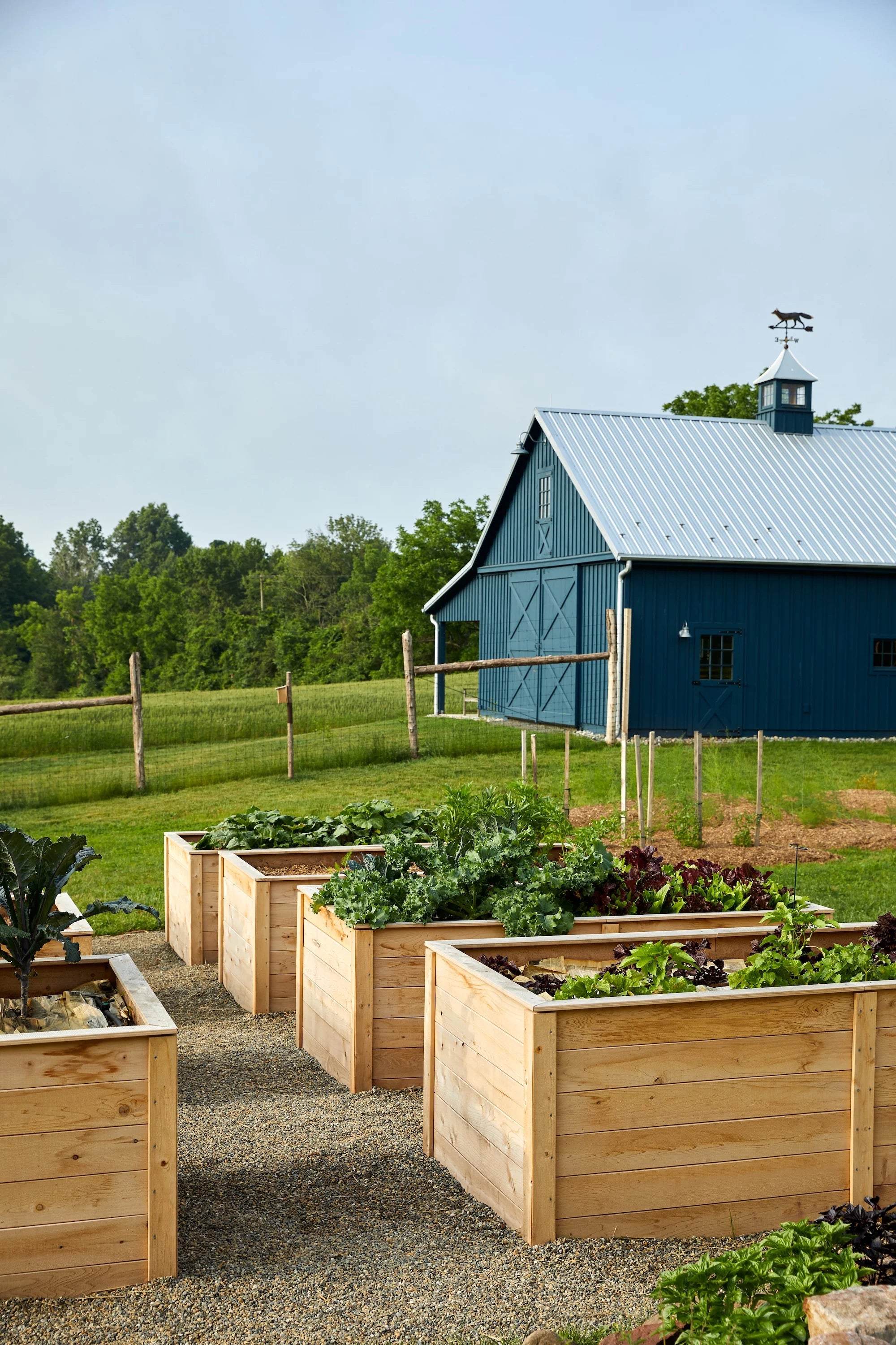 Cold Brook Farm barn painted deep blue with galvanized roof, surrounded by raised garden beds filled with leafy vegetables.