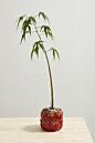 Cucina Pot Tomato