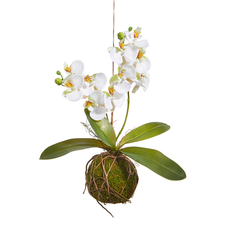 White Orchid with Moss Ball